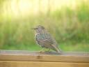 Starling