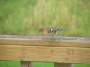 Chaffinch