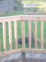 Cat under bird table