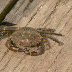 A Crab