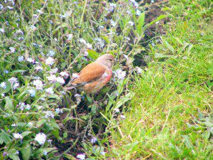 Linnet