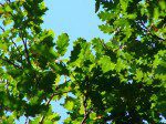 Oak leaves in summer