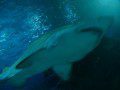 Shark at The Blue Planet