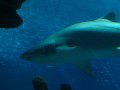 The Blue Planet Aquarium