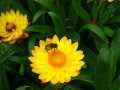 Bee