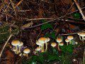 Mushrooms