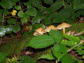 More Mushrooms