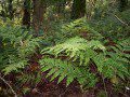 Ferns