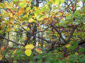 Autumnal Leaves