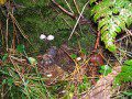 Mushrooms Again