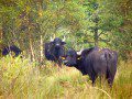 Water Buffalo in Wales