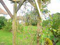 Wind Damaged Polygonum