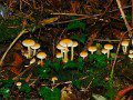 Fungi 1