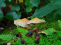 Fungi 2