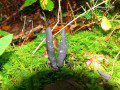 Fungi 3