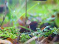 Fungi 4
