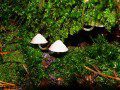 Fungi 5