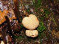 Fungi 6