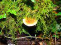 Fungi 7