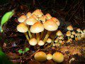 Fungi 1