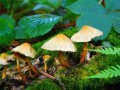 Fungi 