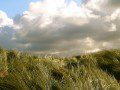 Marram Grass - Ynyslas
