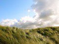 Marram Grass - Ynyslas