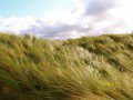Marram Grass in the wind