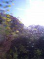 Autumn from a moving car