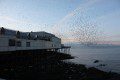 Murmuration of Starlings, Aberystwyth