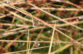Grass in Water Droplet
