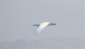 Little Egret