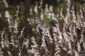 Grass