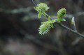 Catkins