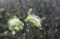 Catkins