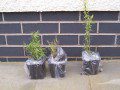 Goji Berry Bushes ready for planting