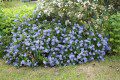 Ceanothus