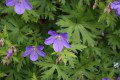 Geranium