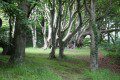 Beech Trees