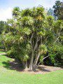 Coryline Australis