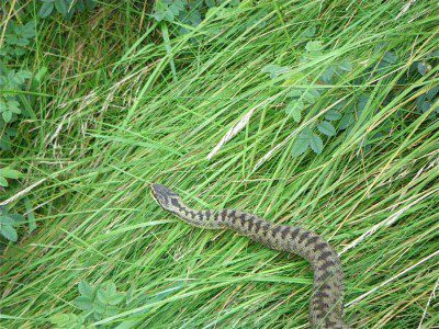 Adder in the dunes at Ynyslas