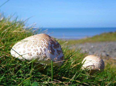 Mushrooms on the beach