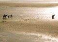 Horses at Ynyslas