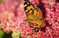 Painted Lady