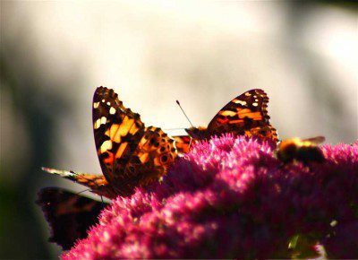 Backlit Butterflies
