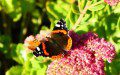 Red Admiral (Vanessa atalanta)