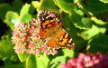 Painted lady (Vanessa cardui)