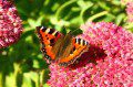 Small Tortoiseshell (Aglais urticae)