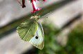 Small White (Pieris rapae)