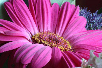 Pretty in Pink